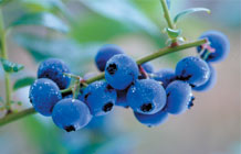 /i//fresh_blueberries.jpg